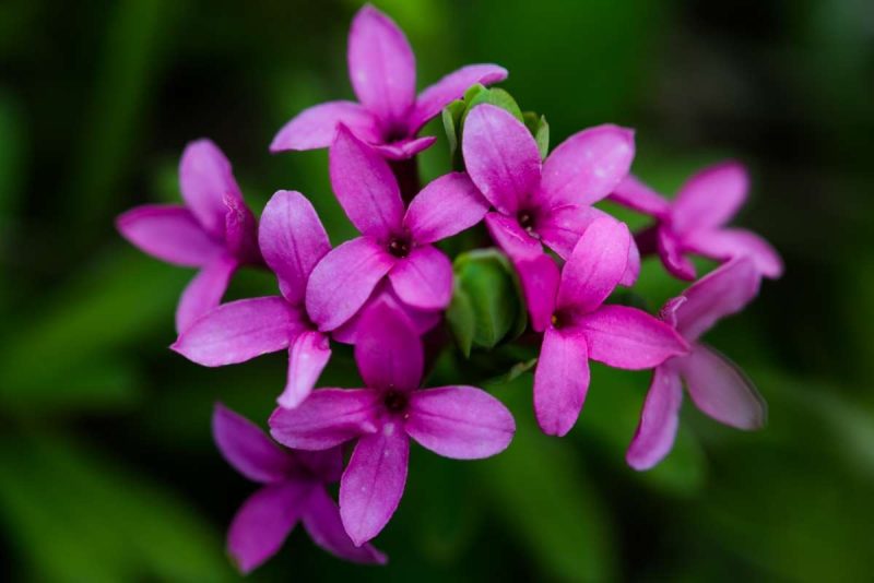 Shrubs with Purple Flowers