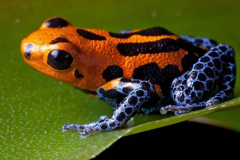 How Dart Frogs Raise Their Young