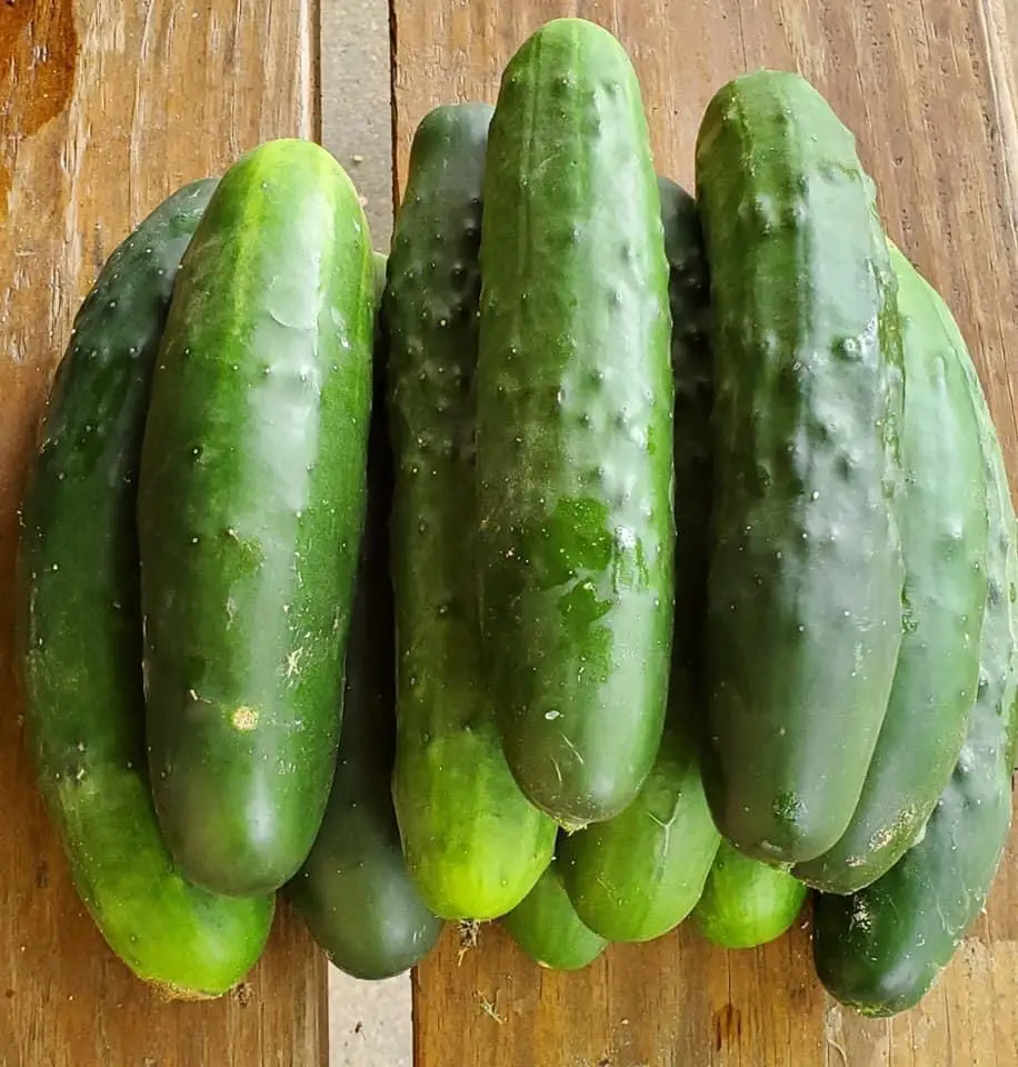 Types of Cucumber Plants