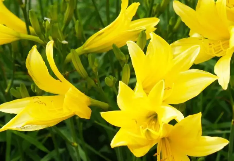 Yellow Perennial Flowers