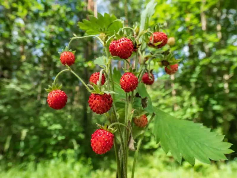 Types of Strawberry Plants