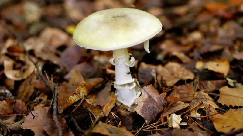 Poisonous Mushrooms in Florida