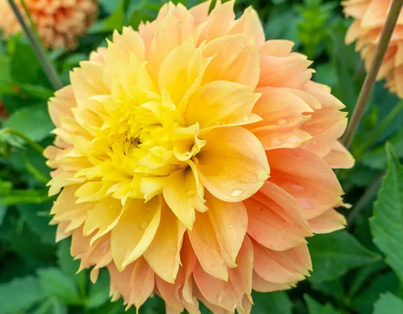 Yellow Dahlia