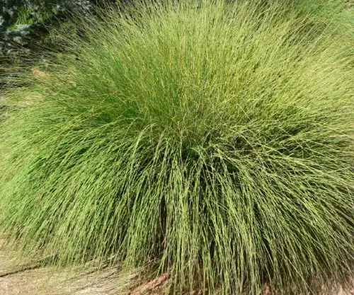 California Native Grasses