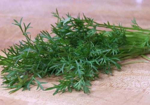 15 Types of Cilantro with Pictures
