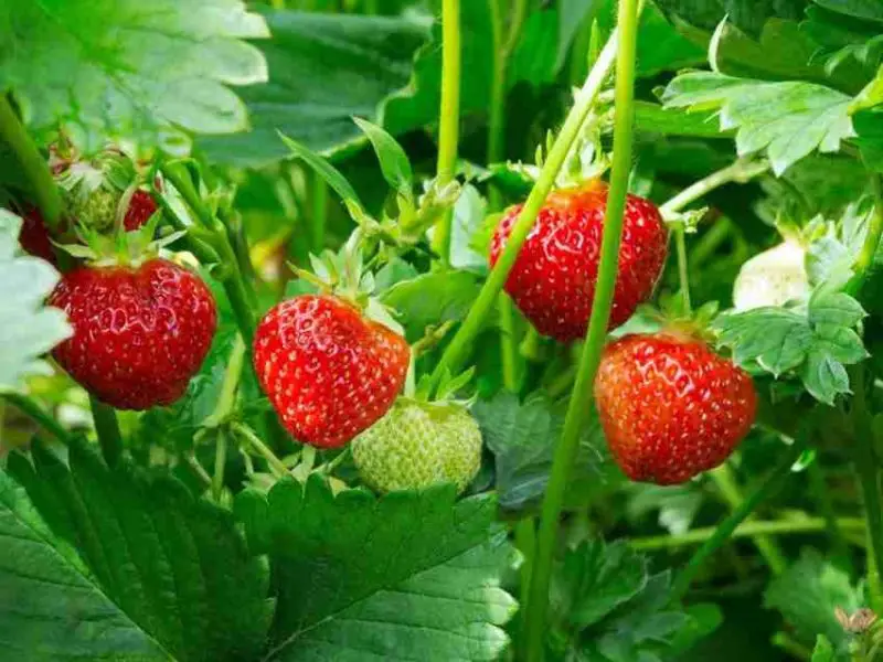 Types of Strawberry Plants