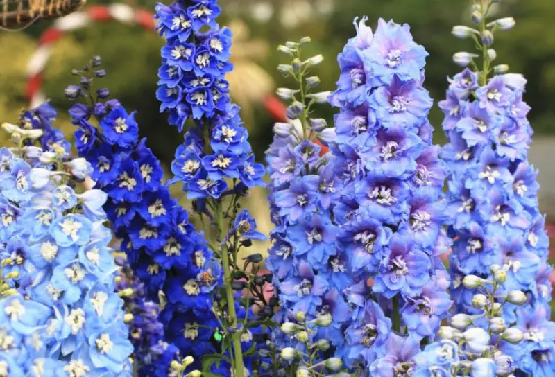 delphinium-1-800x544-3 Flowers That Are Toxic to Cats