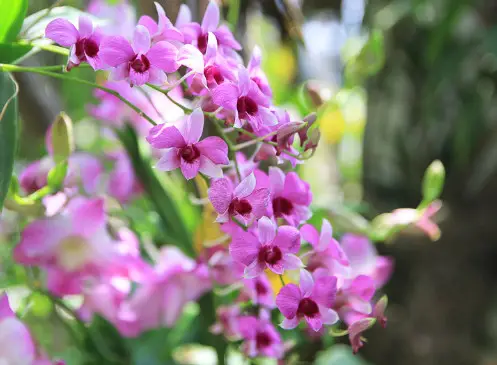 Dendrobium Orchid