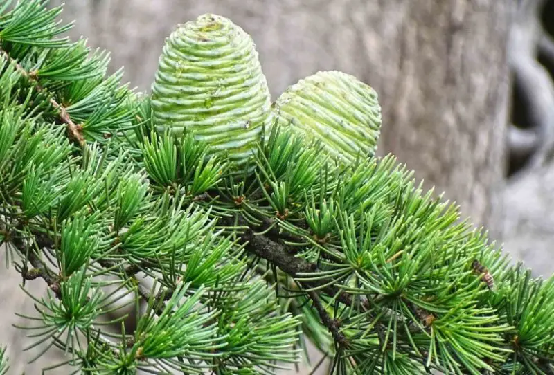 Types of Cedar Trees