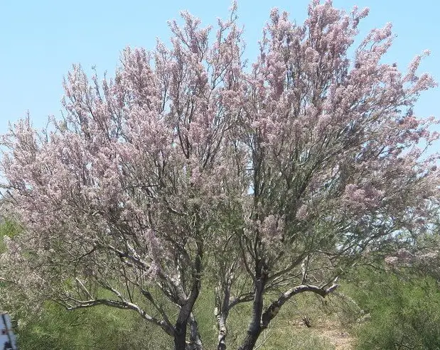 desert ironwood tree