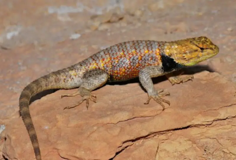 desert-spiny-lizards-800x543-1 Venomous Lizards in Utah