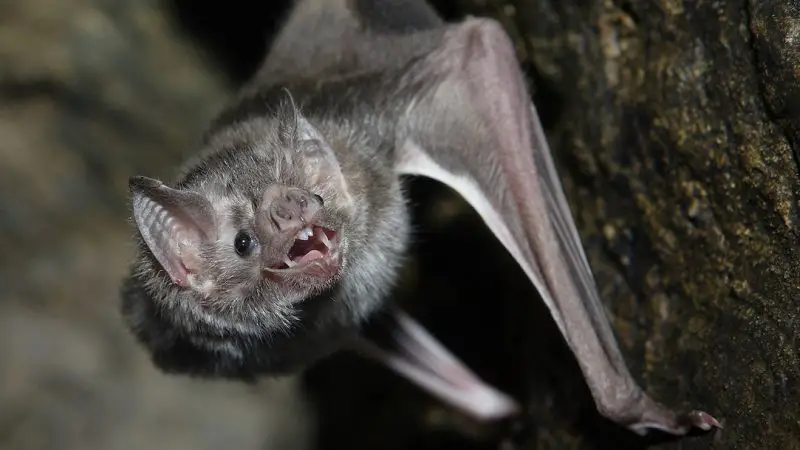 The World’s Only Vampire Bats