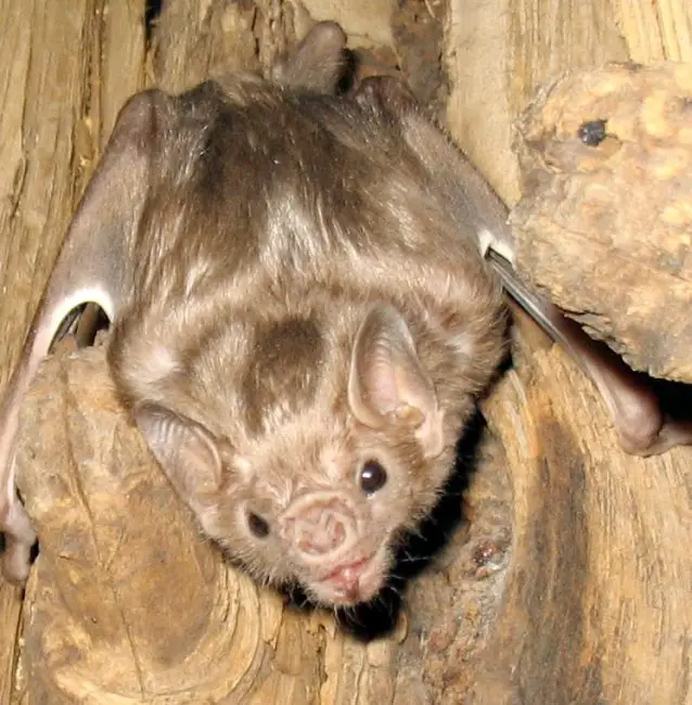 The World’s Only Vampire Bats