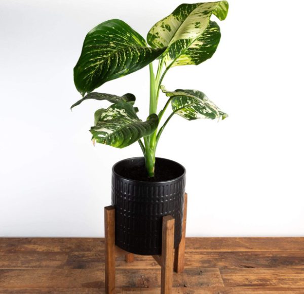 Dieffenbachia Varieties