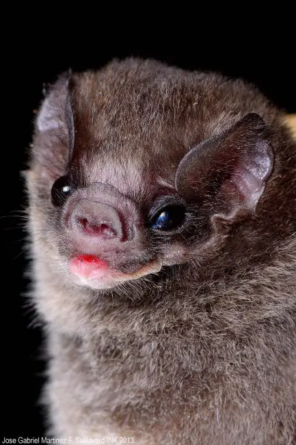 The World’s Only Vampire Bats