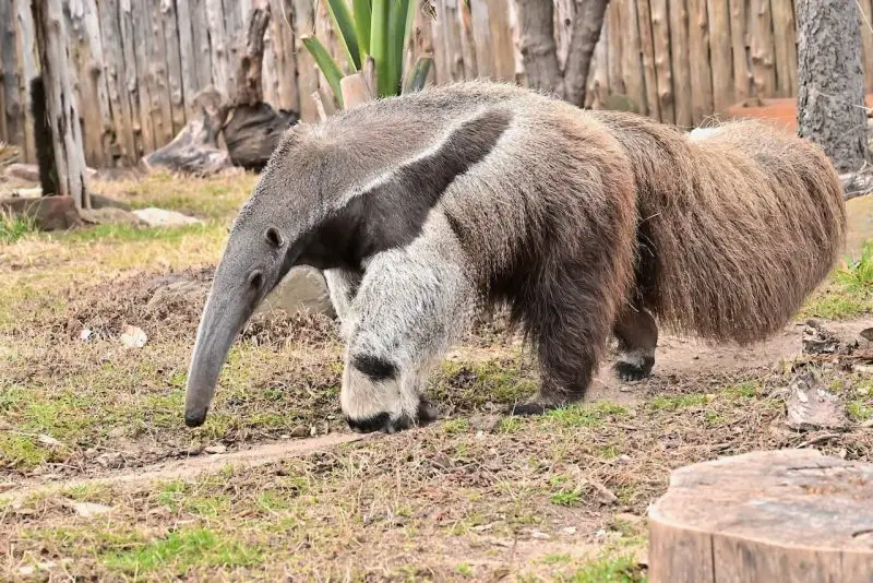 Discover the Giant Anteater
