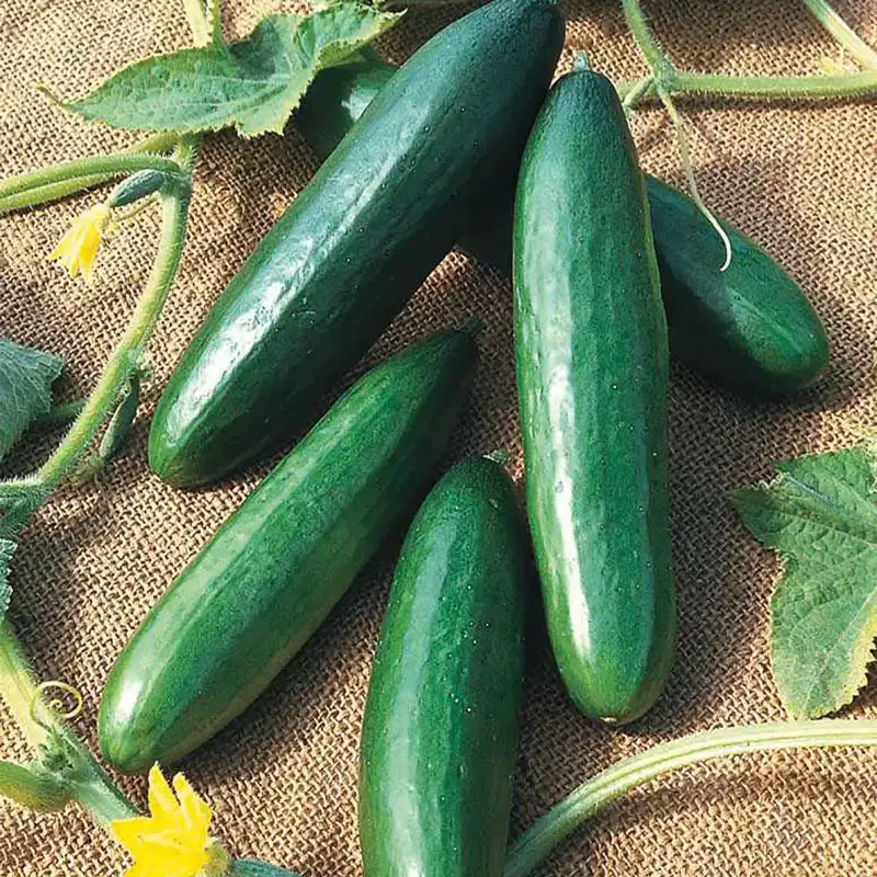 Types of Cucumber Plants