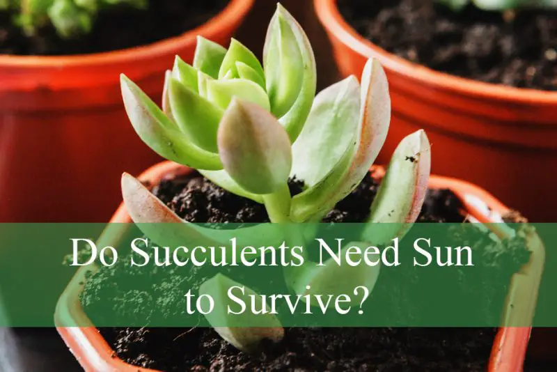 Do Succulents Need Sun to Survive