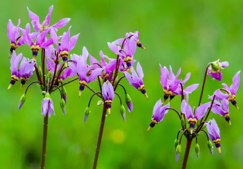 Flowers That Bloom in Spring
