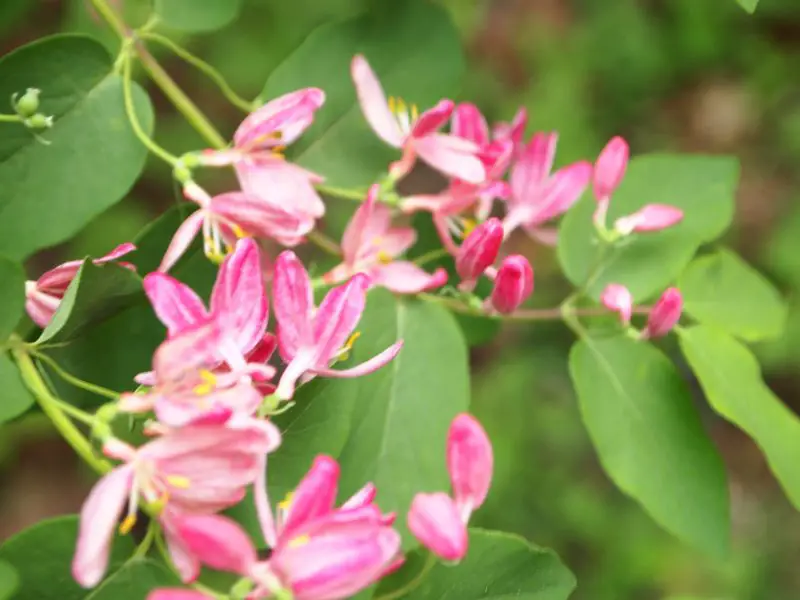 Does Honeysuckle Grow in November in California