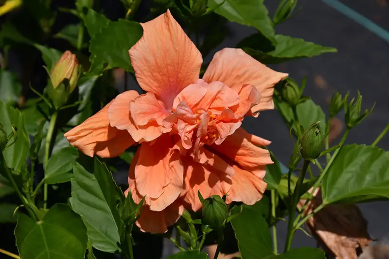 Types of Hibiscus Plants