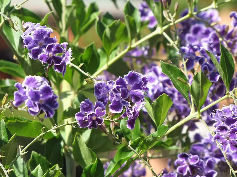 Shrubs with Purple Flowers