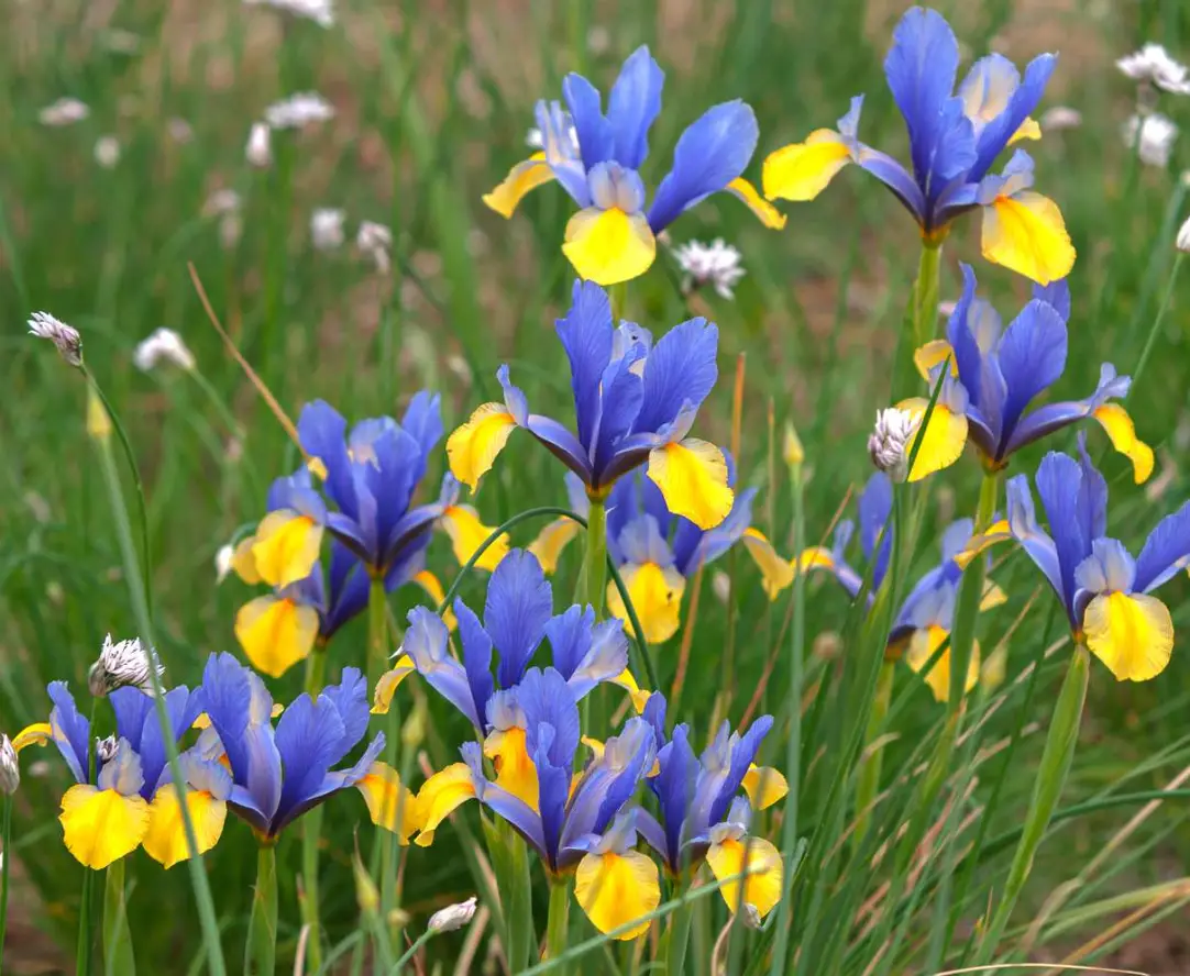 Flowers That Bloom in Spring