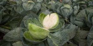 25 Types of Cabbages (With Pictures)