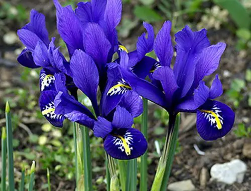 Dwarf Iris