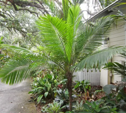 dwarf-majesty-palm-ravenea-hildebrandtii-500x449-1 Dwarf Majesty Palm (Ravenea hildebrandtii)
