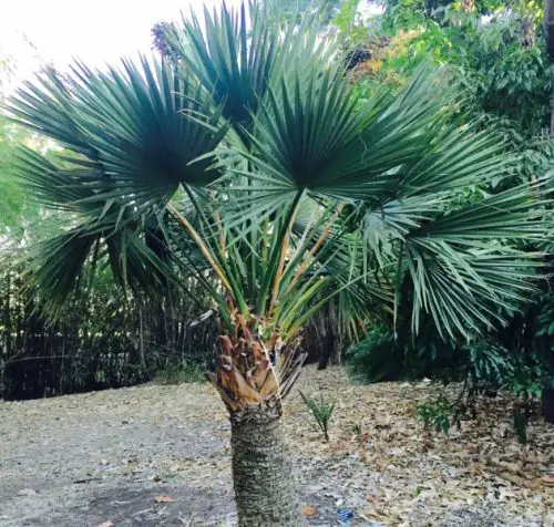 dwarf-palmetto-sabal-minor-500x476-1 Dwarf Palmetto (Sabal minor)