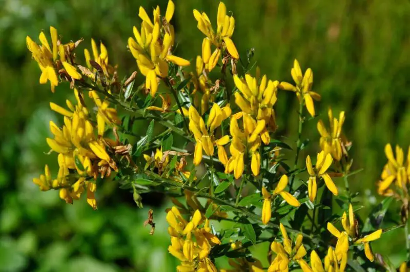 shrubs with yellow flowers
