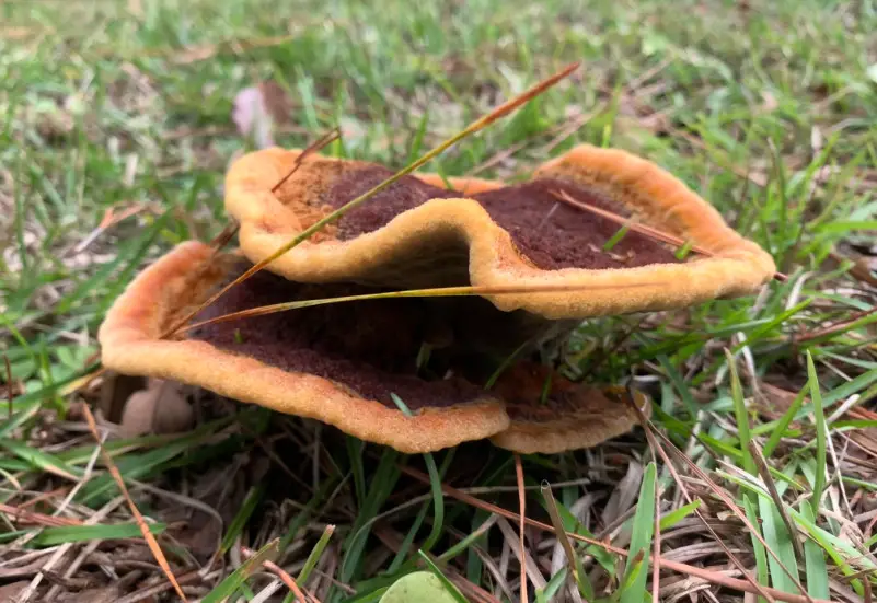 Florida Mushrooms