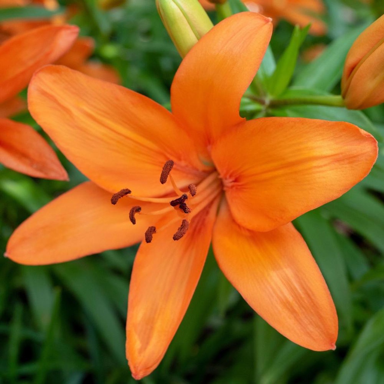 Types of Lilies