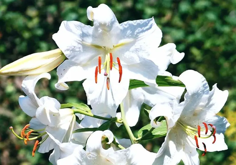 Types of Lilies