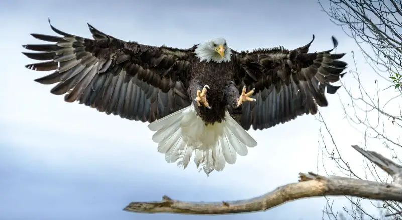 10 Characteristics of Eagles
