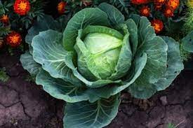 25 Types of Cabbages (With Pictures)