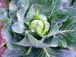 25 Types of Cabbages (With Pictures)