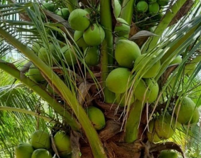Types of Coconuts