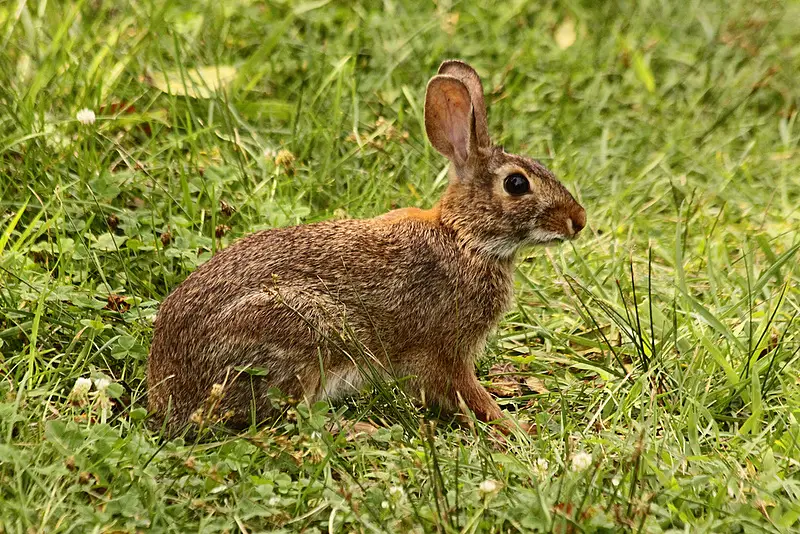 Wild Rabbits in South Carolina