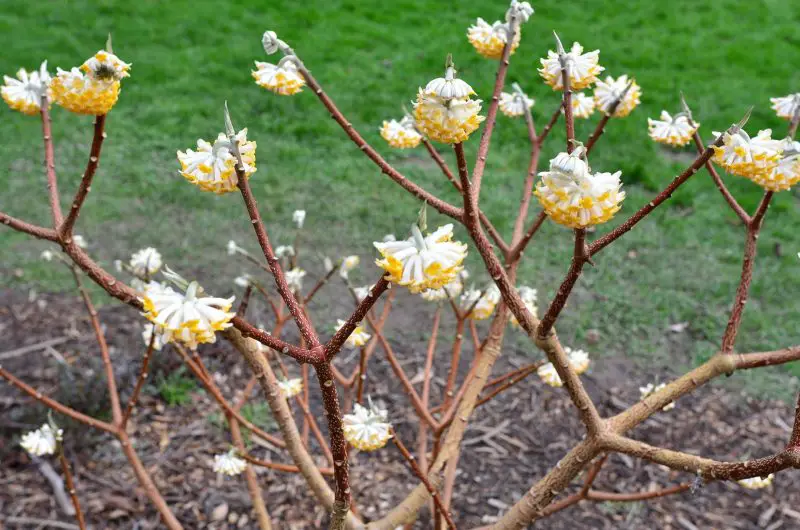 Shrubs with White Flowers