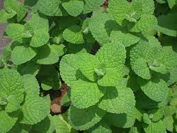 41 Types of Mint Plants (With Pictures)
