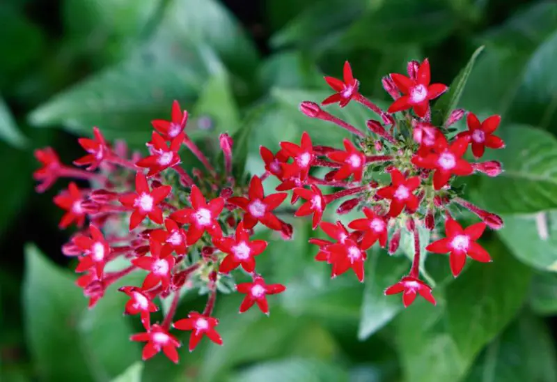 Florida Full Sun Plants