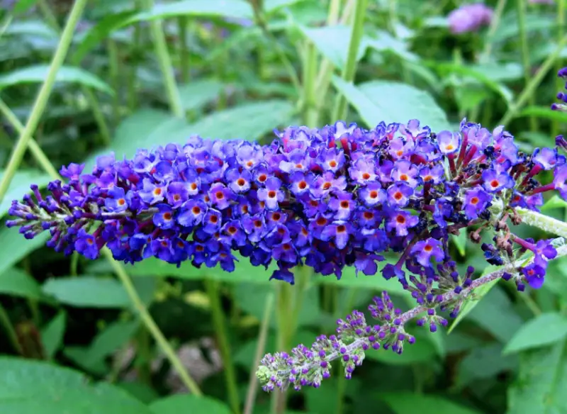 Shrubs with Purple Flowers