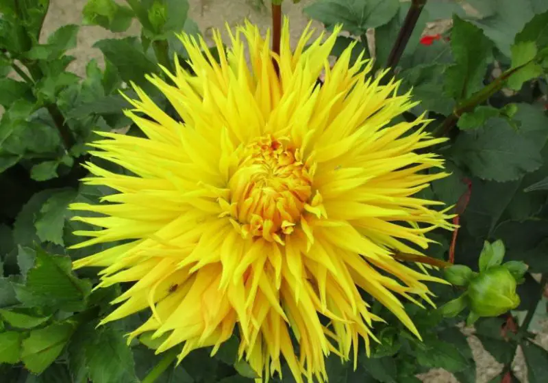 Yellow Dahlia