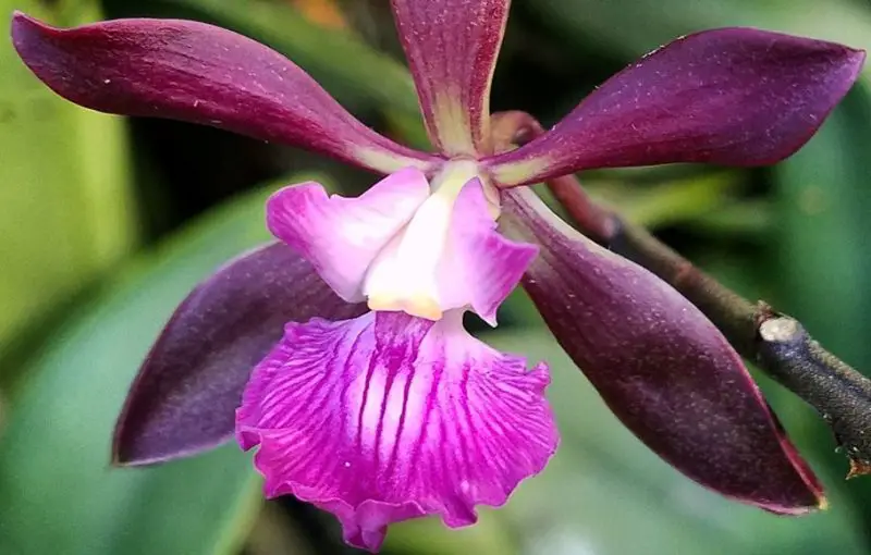encyclia-orchid-800x510-1 Purple and White Flowers