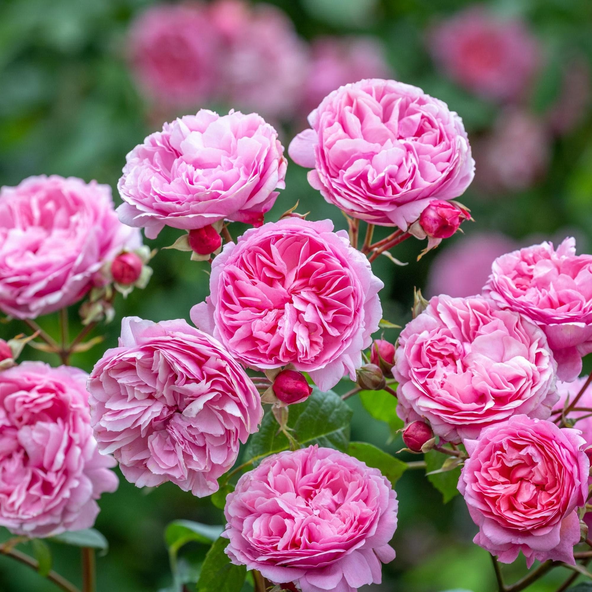 Types of Rose Plants