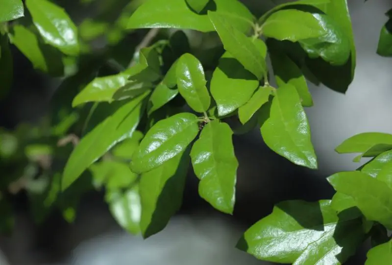 Types of Oak Trees in Texas