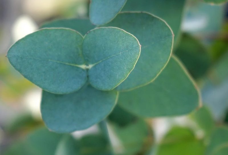 eucalyptus-800x547-2 Plants That Repel Flies