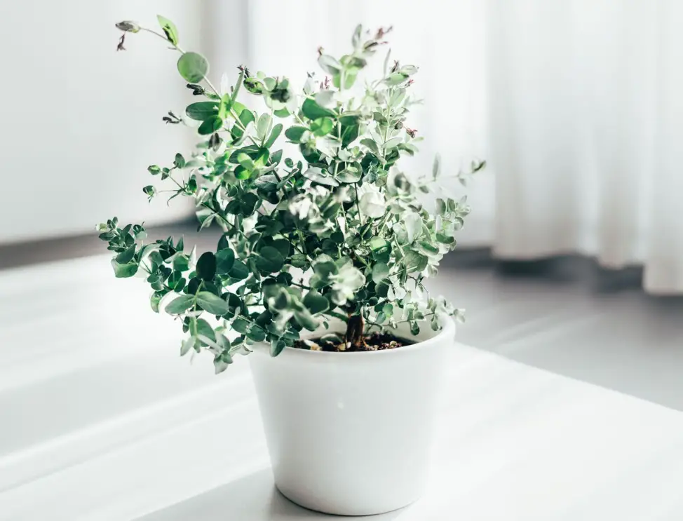 Plants That Repel Mosquitoes